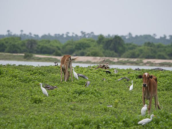 <h3><a href="/trips/srilanka/biota/animalia/chordata/aves/015 pelecaniformes/002 ardeidae/bubulcus coromandus/bubulcus coromandus-nl.html">Bubulcus&nbsp;coromandus</a> / Eastern&nbsp;cattle&nbsp;egret / Oostelijke&nbsp;koereiger</h3>NIKON D500 met AF-S Nikkor 80-400mm f/4.5-5.6G ED VR, 1/1250 sec  bij F5.6, ISO 320, afstand 50.1&nbsp;m